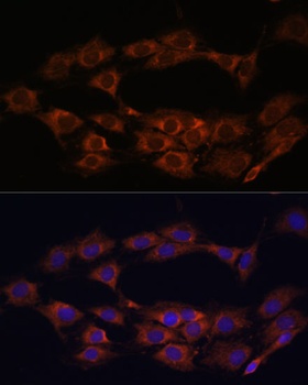 MT-ND1 Antibody