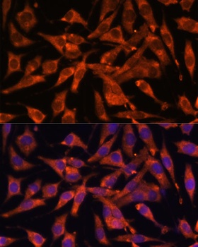 MT-ND1 Antibody