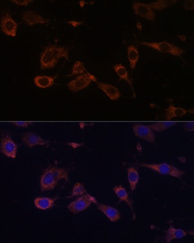 MT-ATP6 Antibody