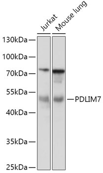 PDLIM7 Antibody