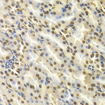 DCK Antibody