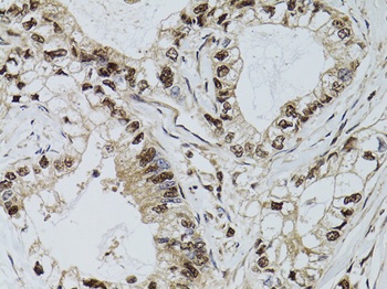 DCK Antibody