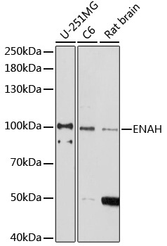 ENAH Antibody