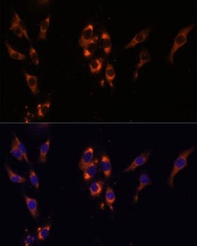 PDE3A Antibody