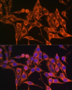 MT-ATP8 Antibody