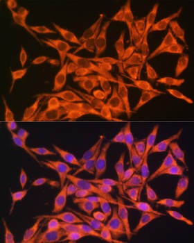 MT-ATP8 Antibody