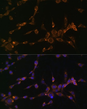 MTCO1 Antibody