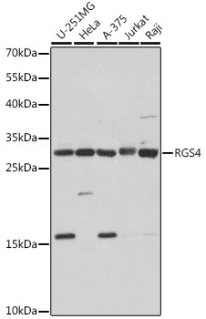 RGS4 Antibody