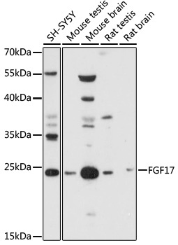 FGF17 Antibody
