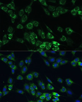 USP46 Antibody