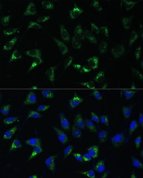 USP46 Antibody