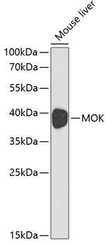 MOK Antibody