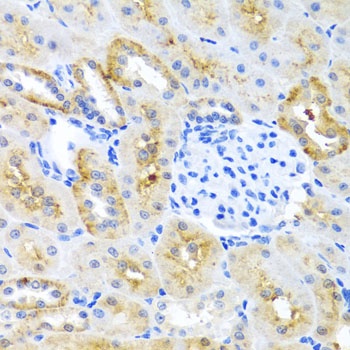 MOK Antibody