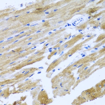 MOK Antibody