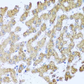 MOK Antibody