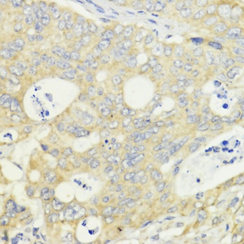 EEF1A1 Antibody