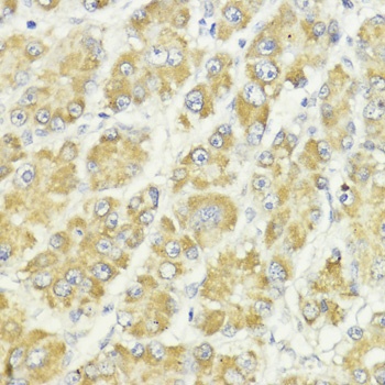 EEF1A1 Antibody