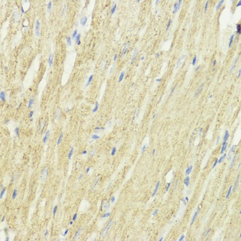 EEF1A1 Antibody