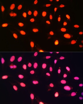 EEF1A1 Antibody