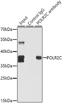 POLR2C Antibody