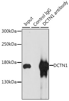DCTN1 Antibody