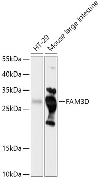 FAM3D Antibody