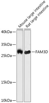 FAM3D Antibody
