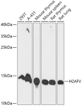 H2AFV Antibody