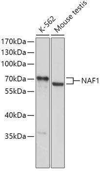 NAF1 Antibody