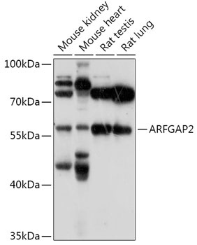 ARFGAP2 Antibody