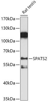 SPATS2 Antibody