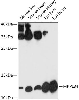 MRPL34 Antibody