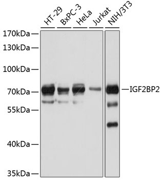 IGF2BP2 Antibody