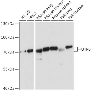 UTP6 Antibody