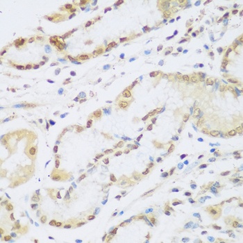 CCND2 Antibody