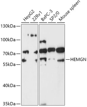 HEMGN Antibody