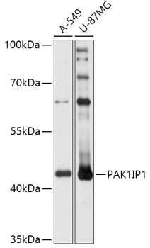 PAK1IP1 Antibody