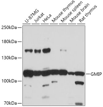 GMIP Antibody