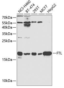 FTL Antibody