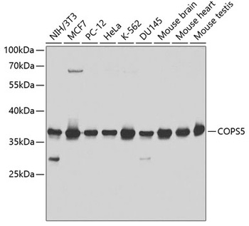 COPS5 Antibody