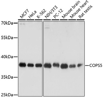 COPS5 Antibody