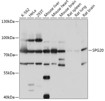 SPG20 Antibody