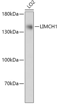 LIMCH1 Antibody