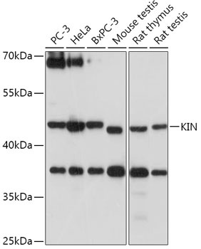 KIN Antibody