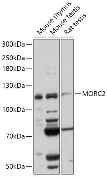 MORC2 Antibody