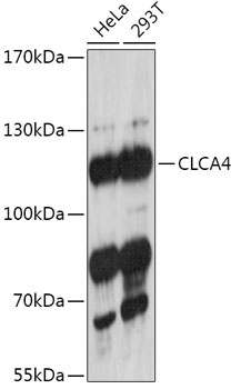 CLCA4 Antibody