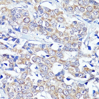 CNR2 Antibody