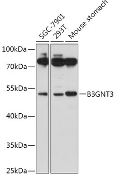B3GNT3 Antibody
