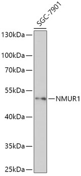 NMUR1 Antibody