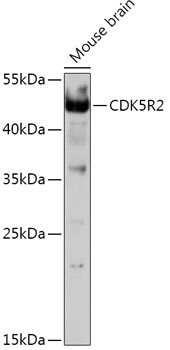 CDK5R2 Antibody